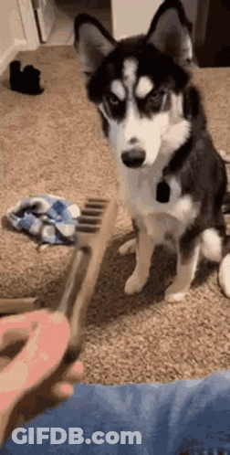 A Husky Dog Is Sitting On The Floor Next To A Brush . GIF
