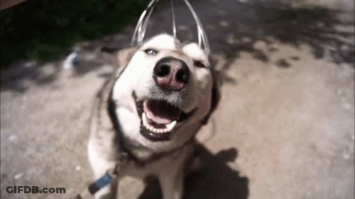 A Husky Dog Is Smiling And Looking Up At The Camera With Its Mouth Open GIF