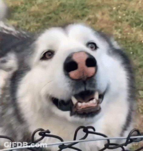 A Husky Dog Is Smiling Behind A Barbed Wire Fence And Looking At The Camera . GIF
