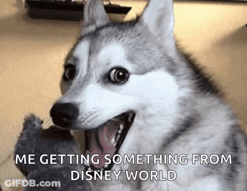 A Husky Dog Is Smiling With The Words Me Getting Something From Disney World Written Below It . GIF