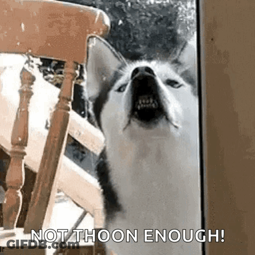 A Husky Dog Is Standing In Front Of A Chair And Looking At The Camera . GIF