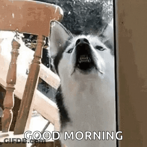 A Husky Dog Is Standing In Front Of A Chair With Its Mouth Open And Saying `` Good Morning '' . GIF