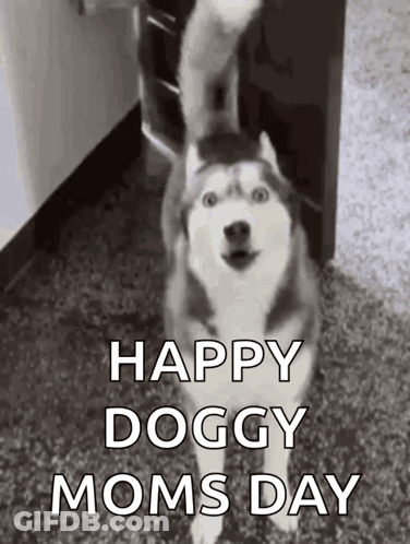 A Husky Dog Is Standing On A Carpet And Waving Its Tail . GIF