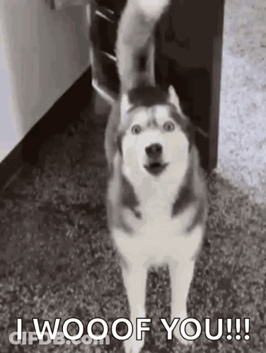 A Husky Dog Is Standing On A Carpet With Its Tail In The Air And Says `` I Woof You '' . GIF