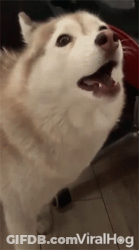 A Husky Dog Is Standing On A Tiled Floor With Its Mouth Open And Looking Up At The Camera . GIF