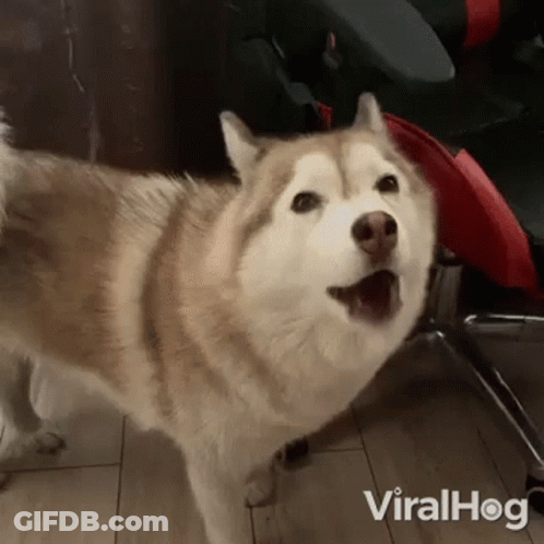 A Husky Dog Is Standing On A Wooden Floor With Its Mouth Open . GIF