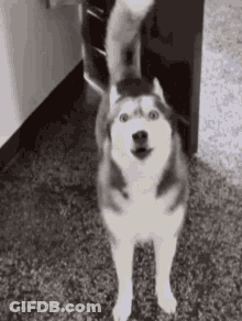 A Husky Dog Is Standing On Its Hind Legs On A Carpet And Waving Its Tail . GIF