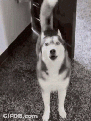 A Husky Dog Is Standing On Its Hind Legs On A Carpet In A Room . GIF