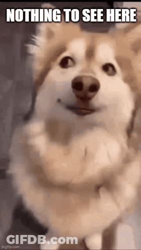 A Husky Dog Is Standing With Its Arms Crossed And Looking At The Camera With The Caption `` Nothing To See Here '' . GIF
