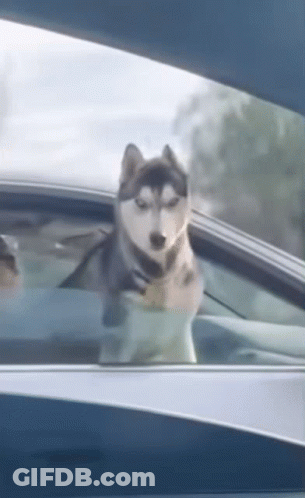 A Husky Dog Is Sticking Its Head Out Of A Car Window . GIF