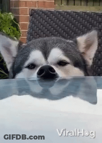 A Husky Dog Is Sticking Its Head Out Of A Glass Table . GIF