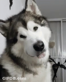 A Husky Dog Is Sticking Its Tongue Out And Looking At The Camera GIF