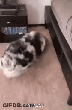 A Husky Dog Is Walking On A Wooden Floor In A Bedroom Next To A Bed . GIF