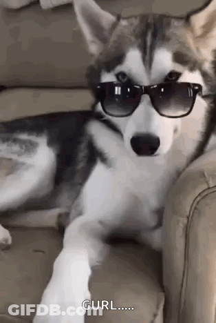 A Husky Dog Is Wearing Sunglasses And Laying On A Couch . GIF