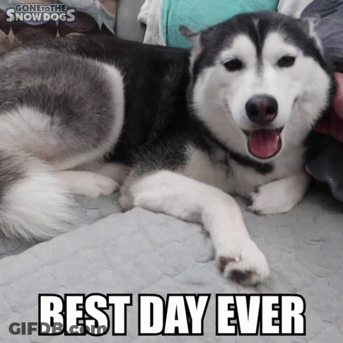 A Husky Dog Laying On A Bed With The Words Best Day Ever Above It GIF
