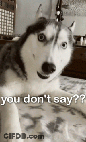 A Husky Dog Laying On A Bed With The Words " You Don 'T Say " Written On The Bottom GIF