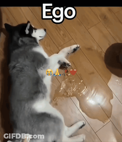 A Husky Dog Laying On A Wooden Floor With The Word Ego Written Above It GIF