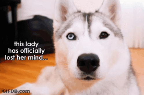 A Husky Dog Laying On The Floor With A Caption That Says This Lady Has Officially Lost Her Mind GIF