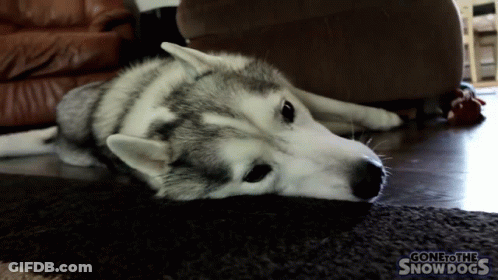 A Husky Dog Laying On The Floor With Gone To The Snow Dogs Written On The Bottom Right GIF