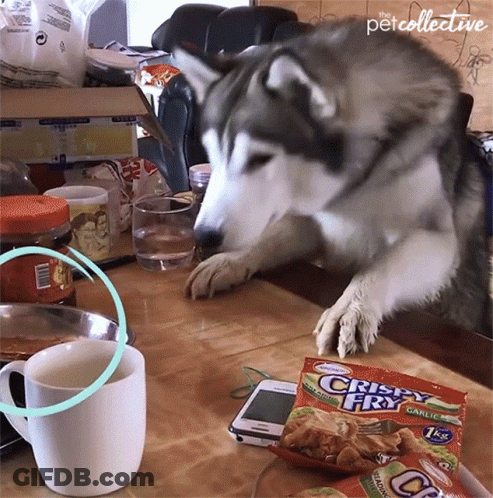 A Husky Dog Looking At A Bag Of Crispy Fry Garlic GIF
