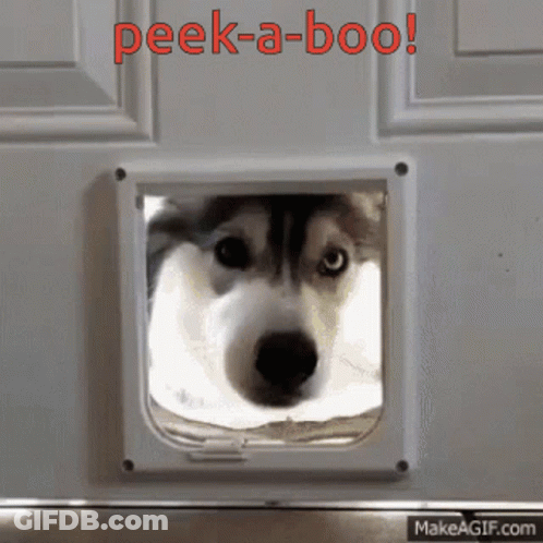 A Husky Dog Looking Through A Cat Door With The Words Peek-A-Boo In Red Letters GIF