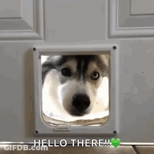 A Husky Dog Peeking Out Of A Cat Door With The Words Hello There Written Above It GIF