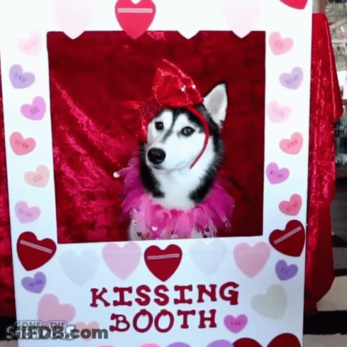 A Husky Dog Poses In A Kissing Booth Photo Frame GIF