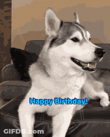 A Husky Dog Sitting On A Couch With The Words Happy Birthday In Blue Letters GIF