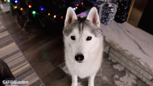 A Husky Dog Standing In Front Of A Christmas Tree With The Words Gone To The Snowdogs Written On The Bottom GIF