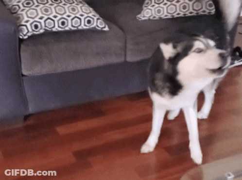 A Husky Dog Standing In Front Of A Couch With Pillows GIF