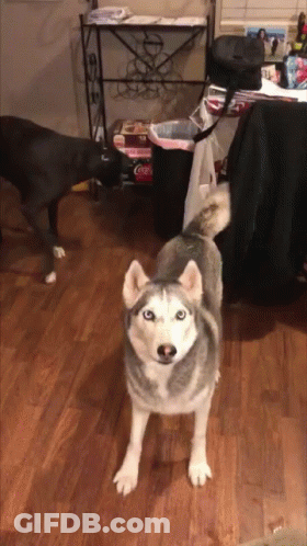 A Husky Dog Standing On A Wooden Floor In Front Of A Trash Can GIF