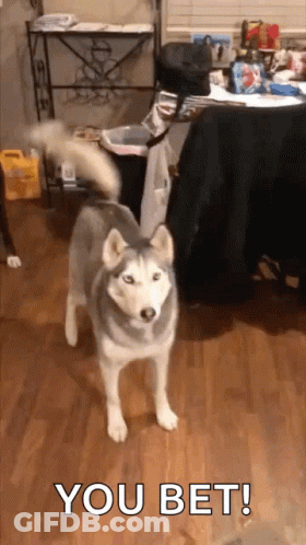 A Husky Dog Standing On A Wooden Floor With The Words You Bet Written On The Bottom GIF