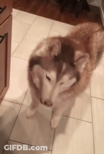 A Husky Dog Standing On Its Hind Legs Looking At The Camera GIF