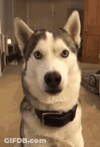 A Husky Dog Wearing A Black Collar Is Sitting In A Living Room And Looking At The Camera . GIF