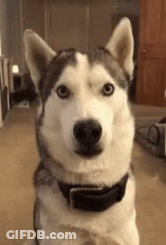 A Husky Dog Wearing A Black Collar Is Sitting In A Living Room Looking At The Camera . GIF