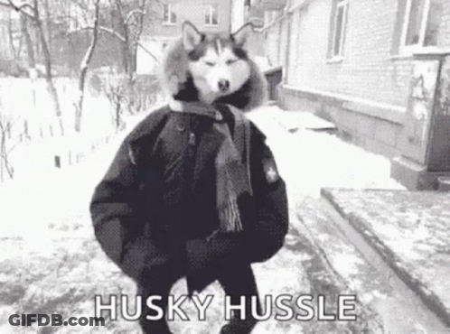 A Husky Dog Wearing A Jacket And Scarf Is Walking In The Snow . GIF