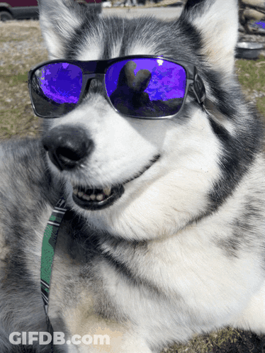 A Husky Dog Wearing A Pair Of Sunglasses With Purple Lenses GIF