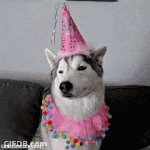A Husky Dog Wearing A Pink Party Hat And A Pink Tutu GIF