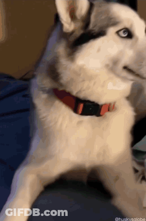 A Husky Dog Wearing A Red Collar Is Laying Down GIF