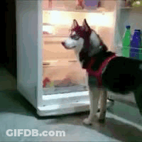 A Husky Dog Wearing A Red Hat Is Standing In Front Of A Refrigerator . GIF