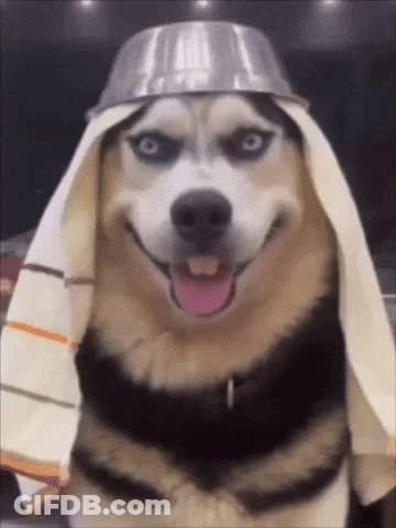 A Husky Dog Wearing A Towel And A Metal Bowl On Its Head GIF