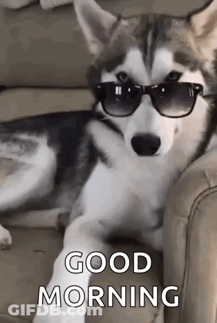 A Husky Dog Wearing Sunglasses Is Laying On A Couch And Says `` Good Morning '' . GIF