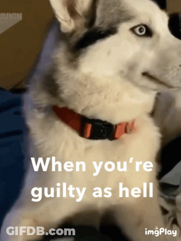 A Husky Dog With A Red Collar And The Words When You 'Re Guilty As Hell GIF