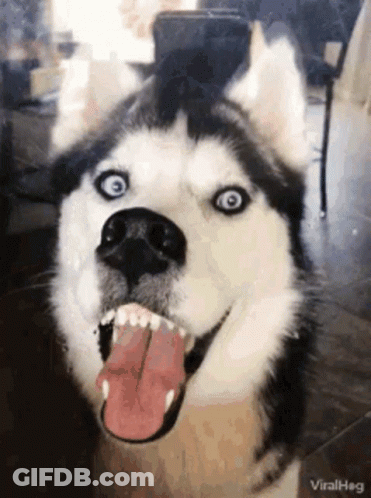 A Husky Dog With Blue Eyes Is Sticking Its Tongue Out And Looking At The Camera . GIF