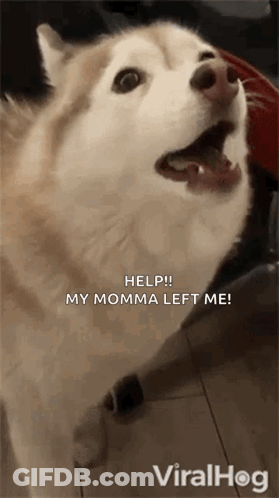 A Husky Dog With Its Mouth Open Is Asking For Help . GIF
