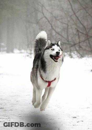 A Husky Dog With Its Tongue Out Is Running In The Snow GIF