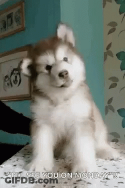 A Husky Puppy Is Sitting On A Table With The Words `` I 'Ll See You On Monday '' Written Below It . GIF