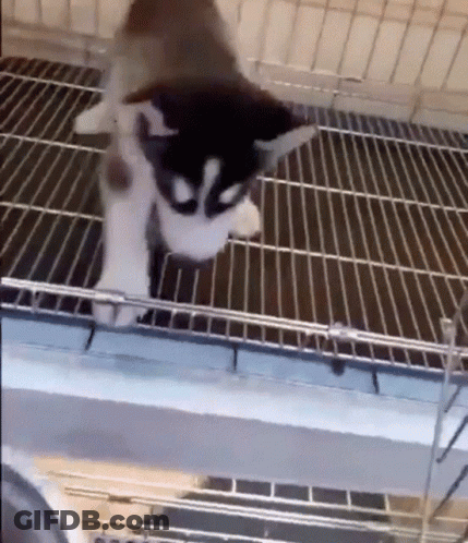 A Husky Puppy Is Standing On Top Of A Wire Cage In A Cage . GIF