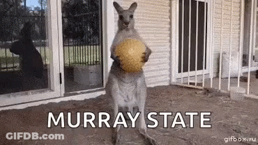 A Kangaroo Is Holding A Ball In Its Pouch And The Words Murray State Are On The Ground GIF