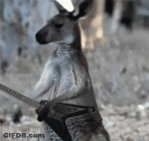 A Kangaroo Is Holding A Guitar In Its Paws While Standing On Its Hind Legs . GIF
